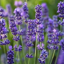 Lavender flowers fact