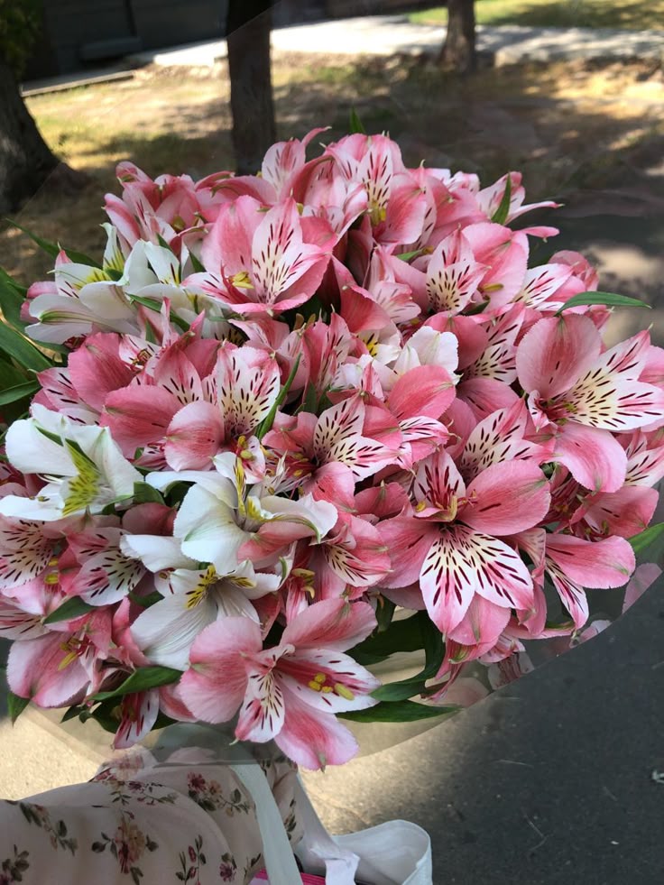 Fresh Alstroemeria flowers known for their long-lasting blooms 